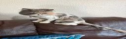 Persian cats for sale: Persian cat  - Advert 2