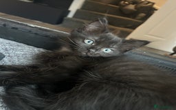 Ragdoll cats for sale: Beautiful half breed ragdoll  - Image 1