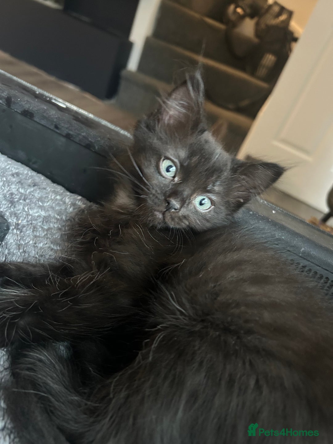 Ragdoll cats for sale: Beautiful half breed ragdoll  - Image 1