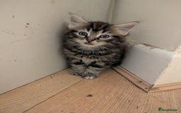 Mixed Breed cats for sale: Beautiful Kittens Ready Now - Image 3