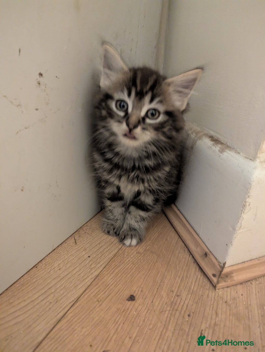 Mixed Breed cats for sale: Beautiful Kittens Ready Now - Image 3