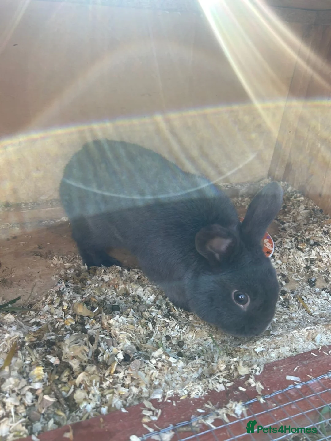 Mini Lop rabbits for sale: Mixed breed buck  - Advert 3