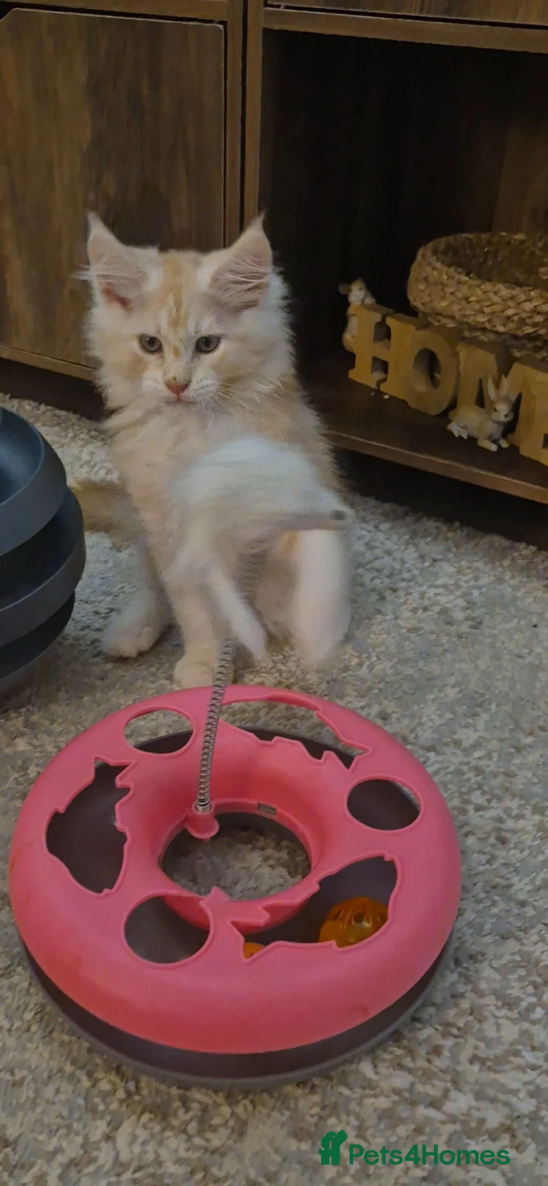 Maine Coon cats for sale: Beautiful Maine Coon boys . - Advert 28