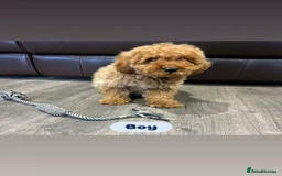 Cavapoo dogs for sale: Adorable Cavapoos ready for their new families 🐾 - Image 31