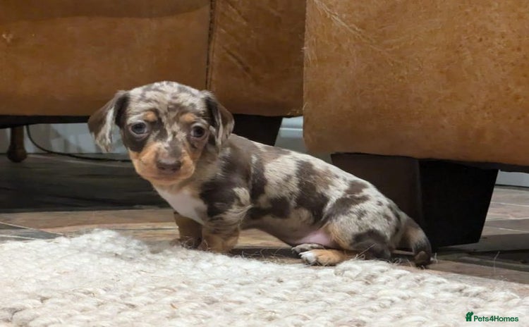 Miniature Dachshund dogs Miniature Dachshund Puppies - Advert 6