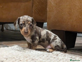 Miniature Dachshund dogs Miniature Dachshund Puppies - Advert 1