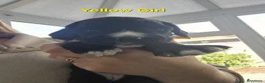 Cockapoo 4 - Yellow Collar