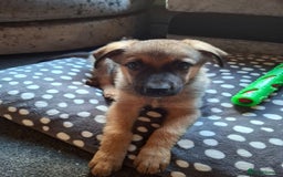 Mixed Breed dogs for sale: Belgian malinois x Rottweiler pups  - Image 5