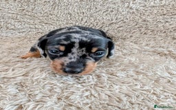 Miniature Dachshund dogs for sale: Beautiful Mini Daschounds Babies For Sale - Image 11