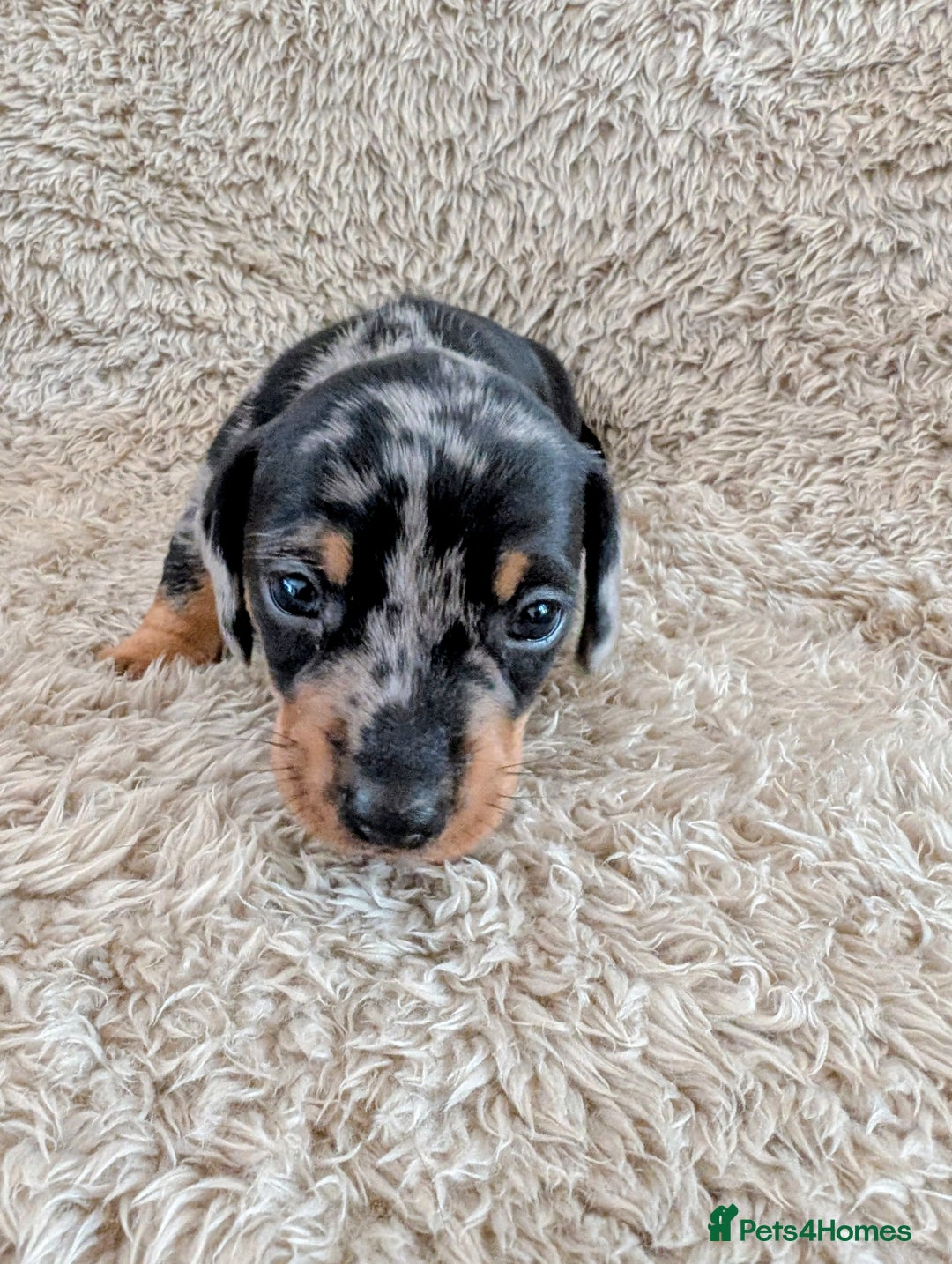 Miniature Dachshund dogs for sale: Beautiful Mini Daschounds Babies For Sale - Image 11