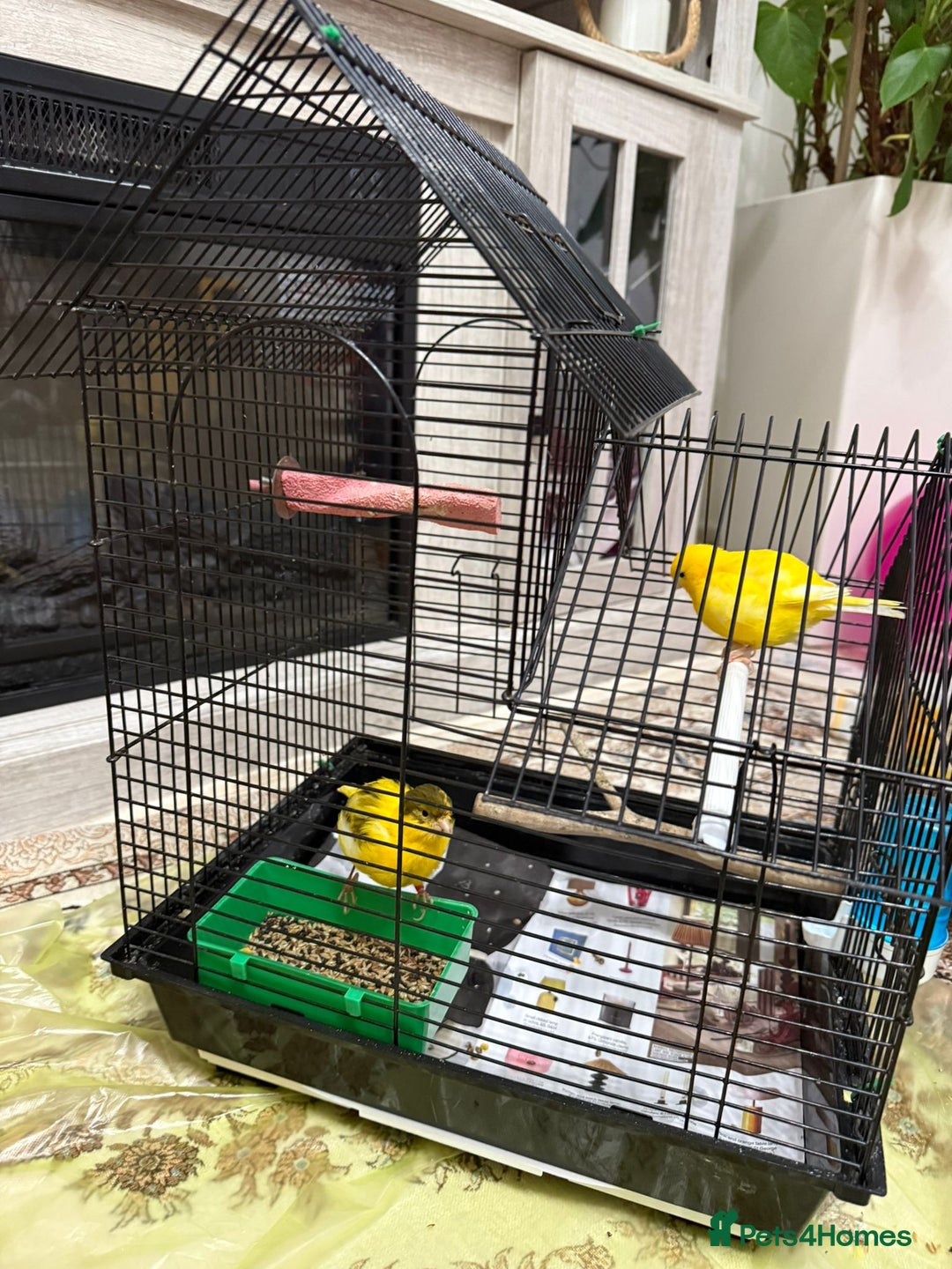 Lovebirds birds for sale: Male  - Advert 10