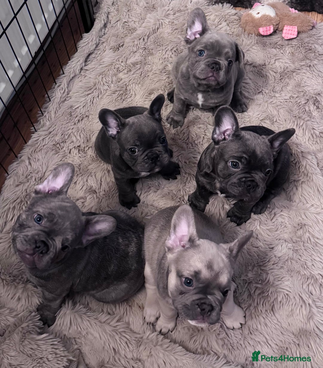 French Bulldog dogs for sale: LAST GIRL REMAINING - KC REG FRENCH BULLDOG PUP - Advert 4