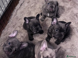 French Bulldog dogs - Advert 6