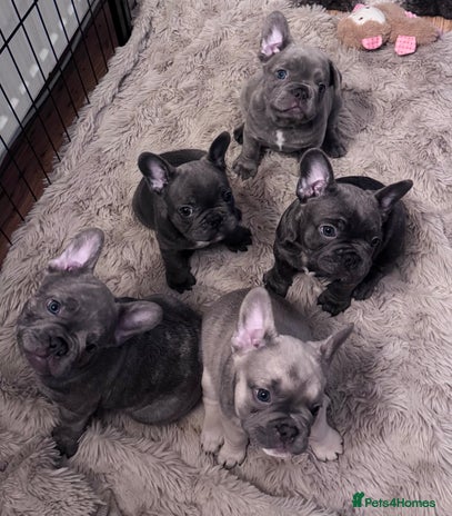 French Bulldog dogs - Advert 4