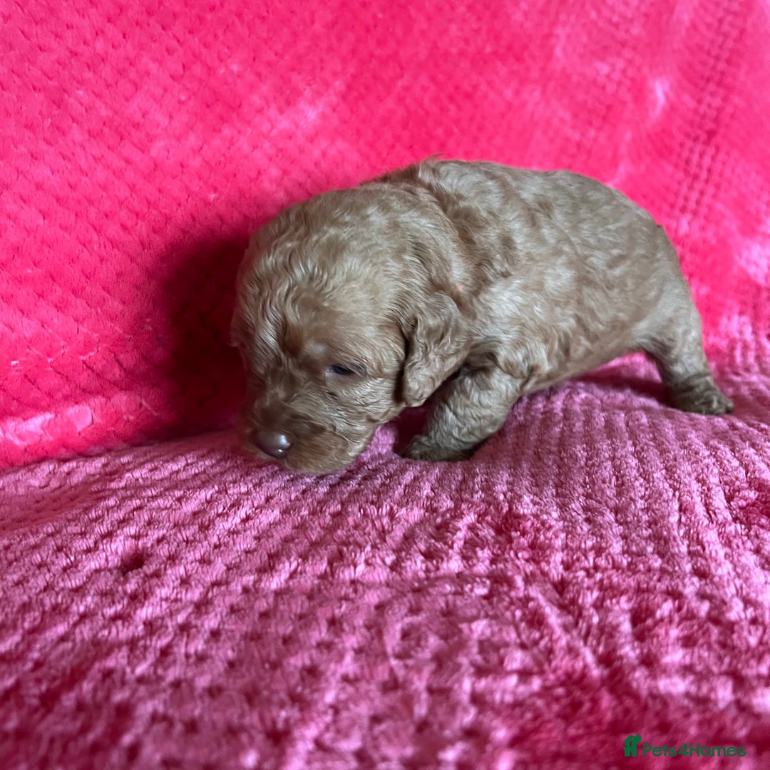 Australian Labradoodle dogs for sale: Fib Labradoodle puppies - Advert 32