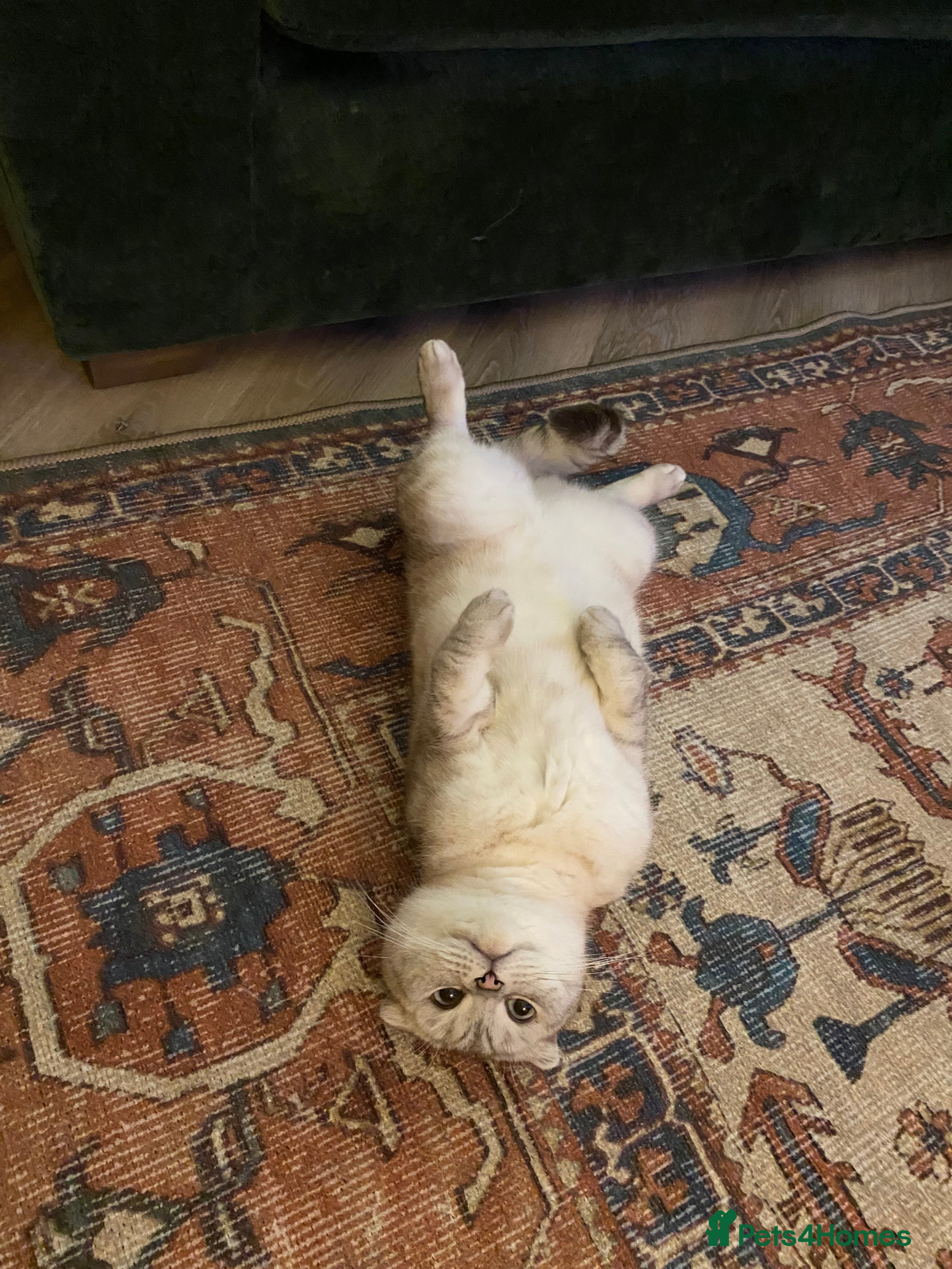 Scottish Fold cats Scottish Folded Ear  - Advert 1