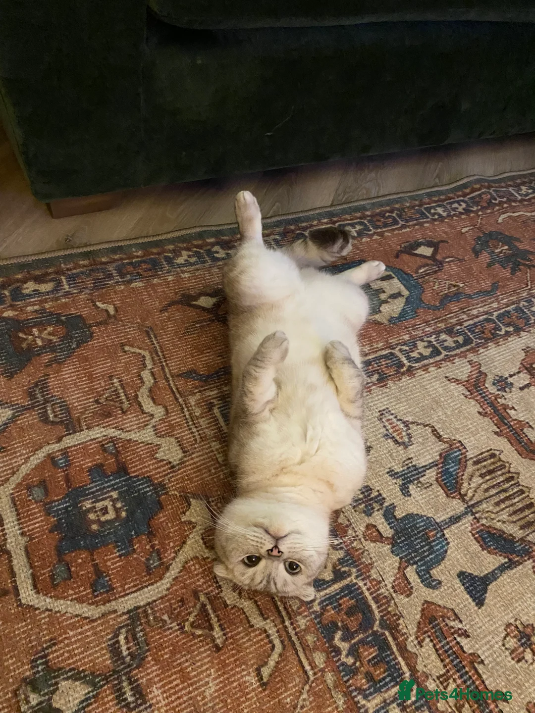 Scottish Fold cats for sale: Scottish Folded Ear  - Advert 1