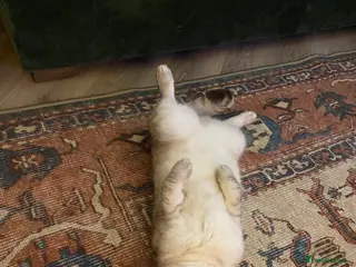 Scottish Fold cats Scottish Folded Ear - Advert 2