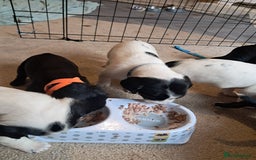 Mixed Breed dogs for sale: Splurcherpoo puppys - Image 25