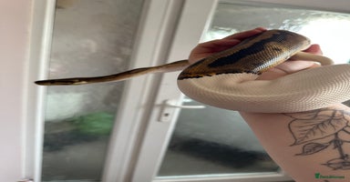 Python Snake reptiles - Advert 5