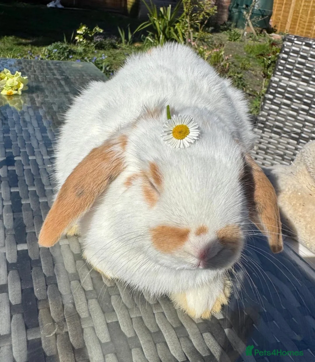 Mixed Breed rabbits for sale: 6 Adorable English Spot marking Lops - Advert 11