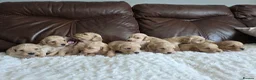 Cockapoo dogs for sale: DNA Health Tested Cockapoos Apricot/Golden - Advert 26