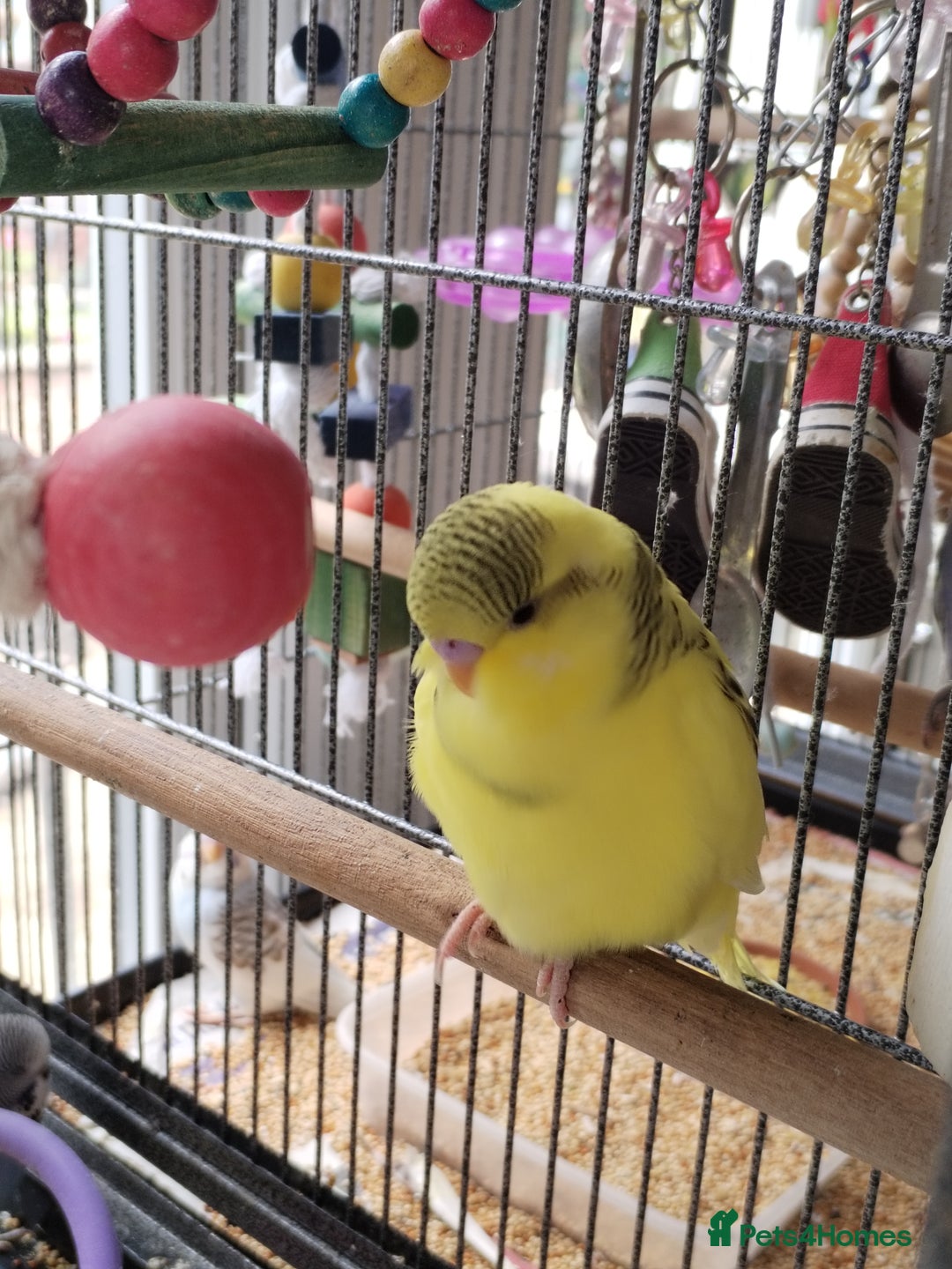 Budgerigars birds for sale: Beautiful baby budgies lovely colours  - Image 5