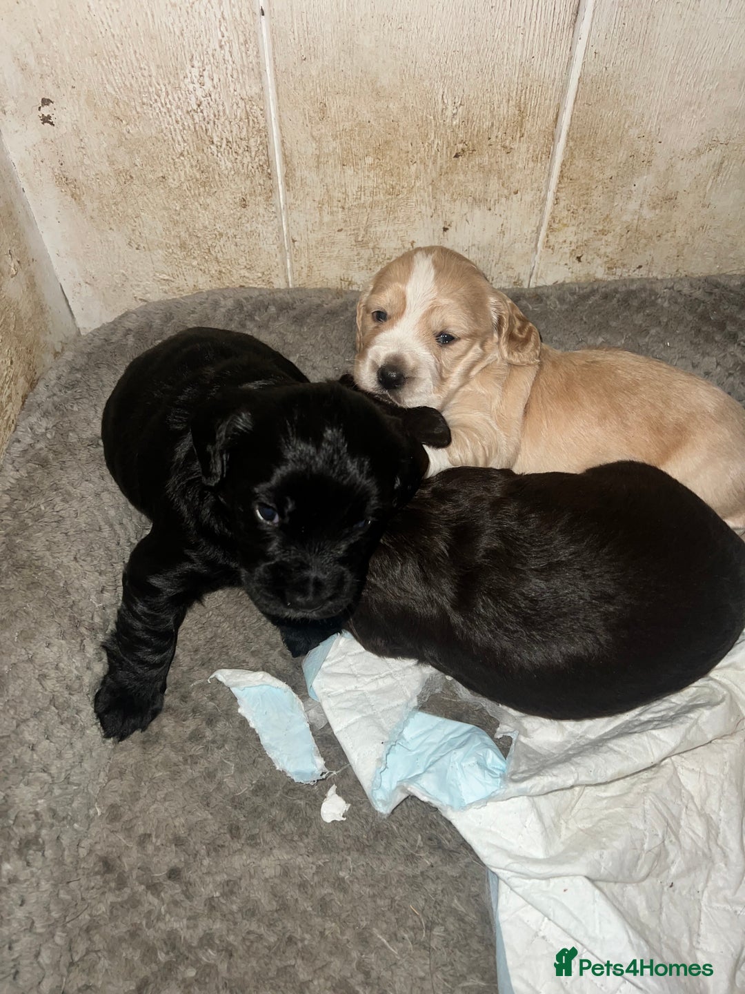 Cocker Spaniel dogs for sale: Beautiful Working Type Cocker Spaniel Pups - Advert 9