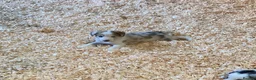 Border Collie dogs for sale: Adorable border collies - Advert 17
