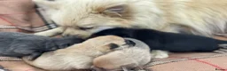 Pomeranian dogs for sale: Pomeranian puppies. - Advert 12