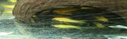 Corys fish for sale: Albino Gold Lazers Corys - Advert 6