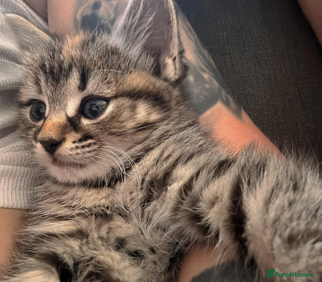 Domestic Shorthair cats for sale: Beautiful little boy ready for his forever home 😍 - Advert 2