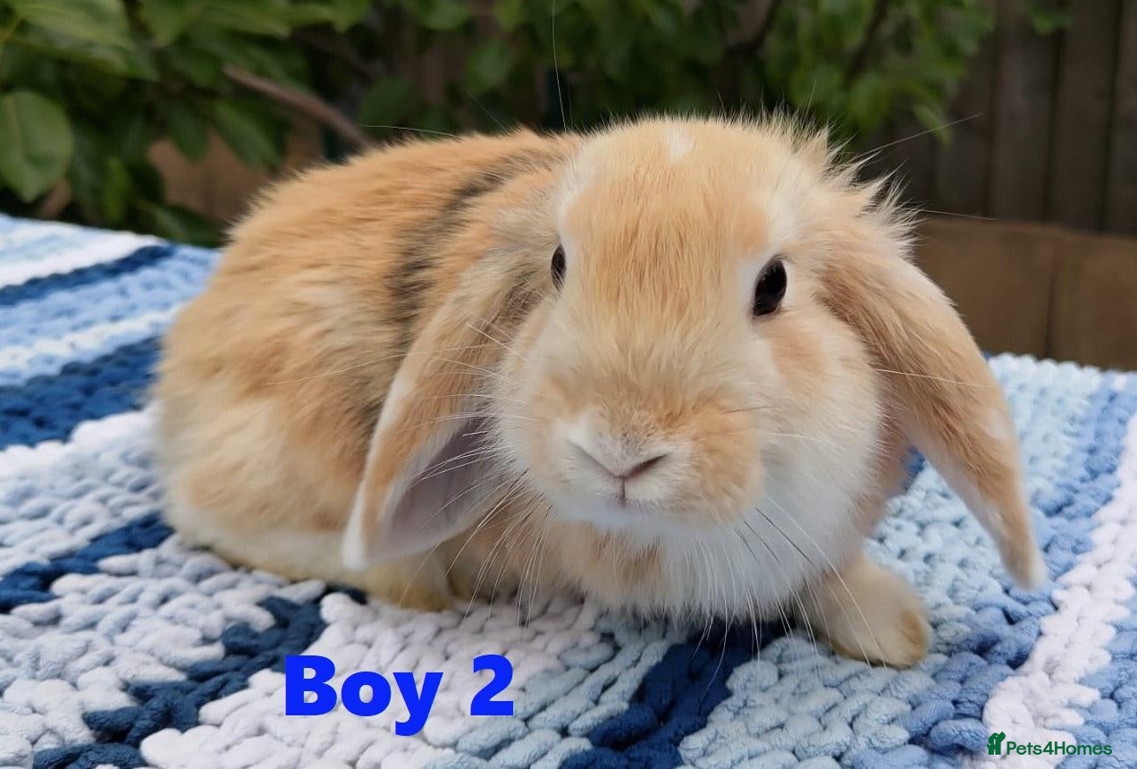 Mini Lop rabbits Cute French x Mini Lop Ready to Go!!! - Advert 2