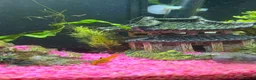 Mollies fish for sale: Mollies - Adults, Juvenile and Fry in Leeds - Advert 2