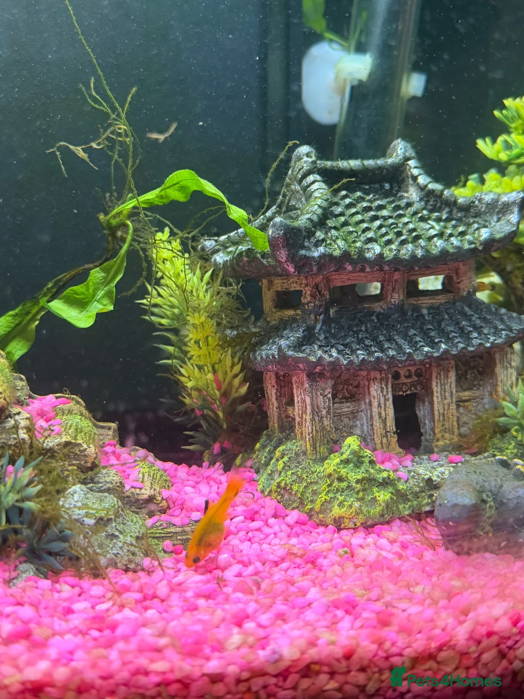 Mollies fish for sale: Mollies - Adults, Juvenile and Fry in Leeds - Advert 2