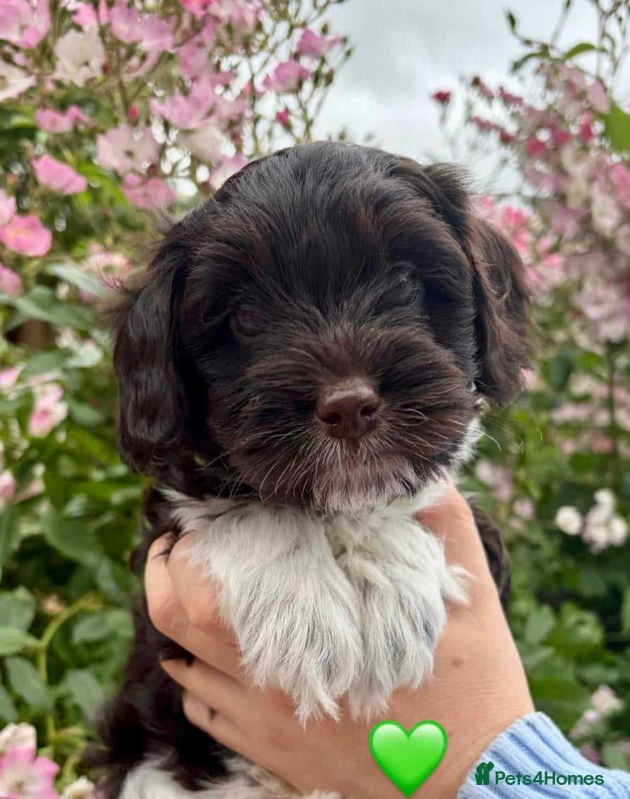 Australian Labradoodle dogs Miniature Australian Labradoodle Puppies - Advert 15