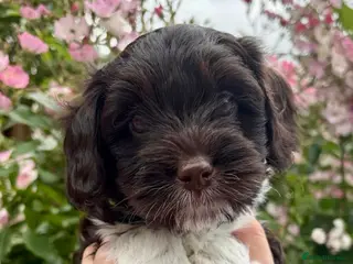 Australian Labradoodle dogs Miniature Australian Labradoodle Puppies - Advert 15
