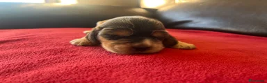 Chocolate Sable Cocker Spaniel 