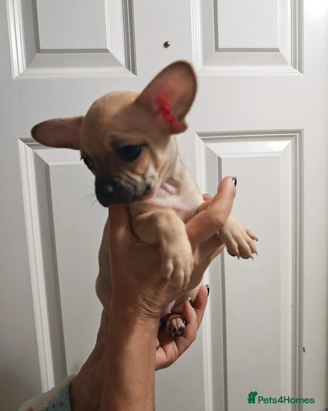 Chihuahua dogs for sale: Chihuahua puppys - Advert 35