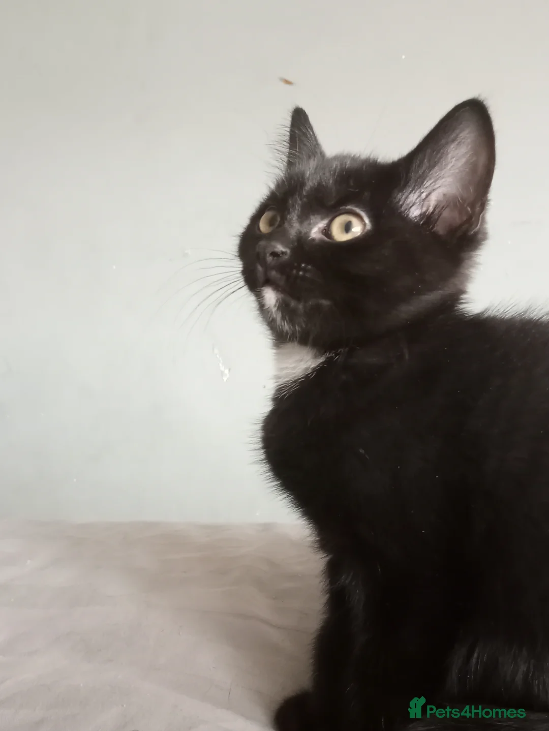 Mixed Breed cats for sale: 2 Kittens ready to go in Edinburgh - Advert 1
