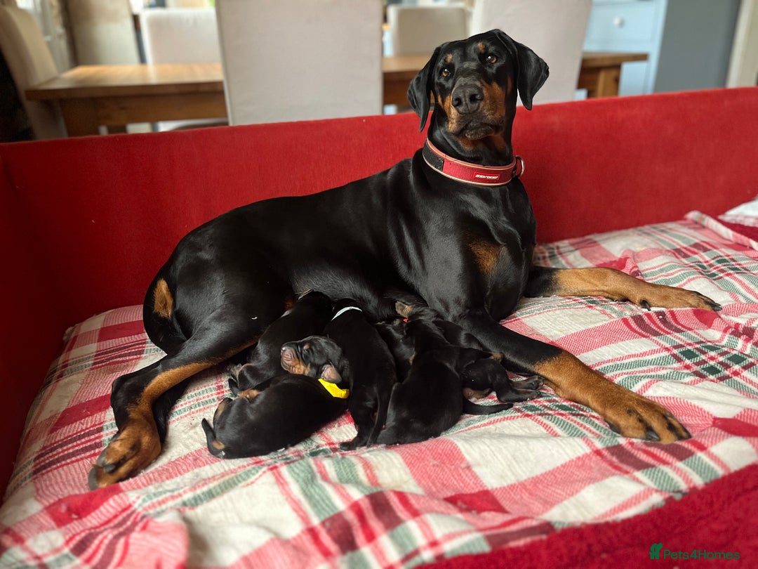 Dobermann dogs for sale: 🏆Supreme Dobermanns - Where Excellence Begins 🏆 - Image 1
