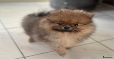 Pomeranian dogs - Advert 4