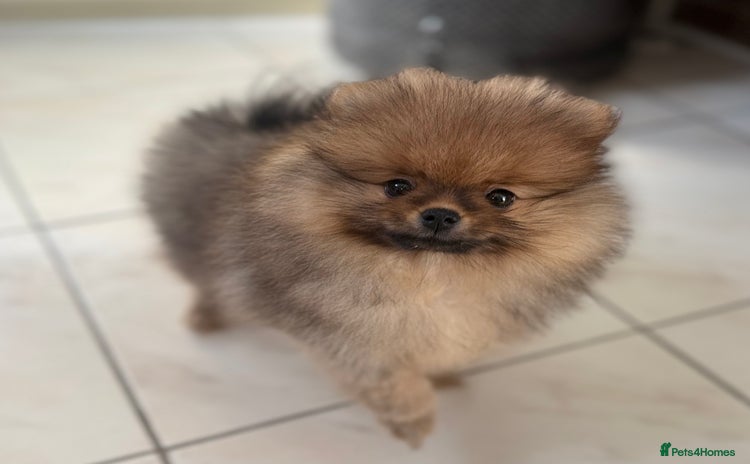 Pomeranian dogs - Advert 8