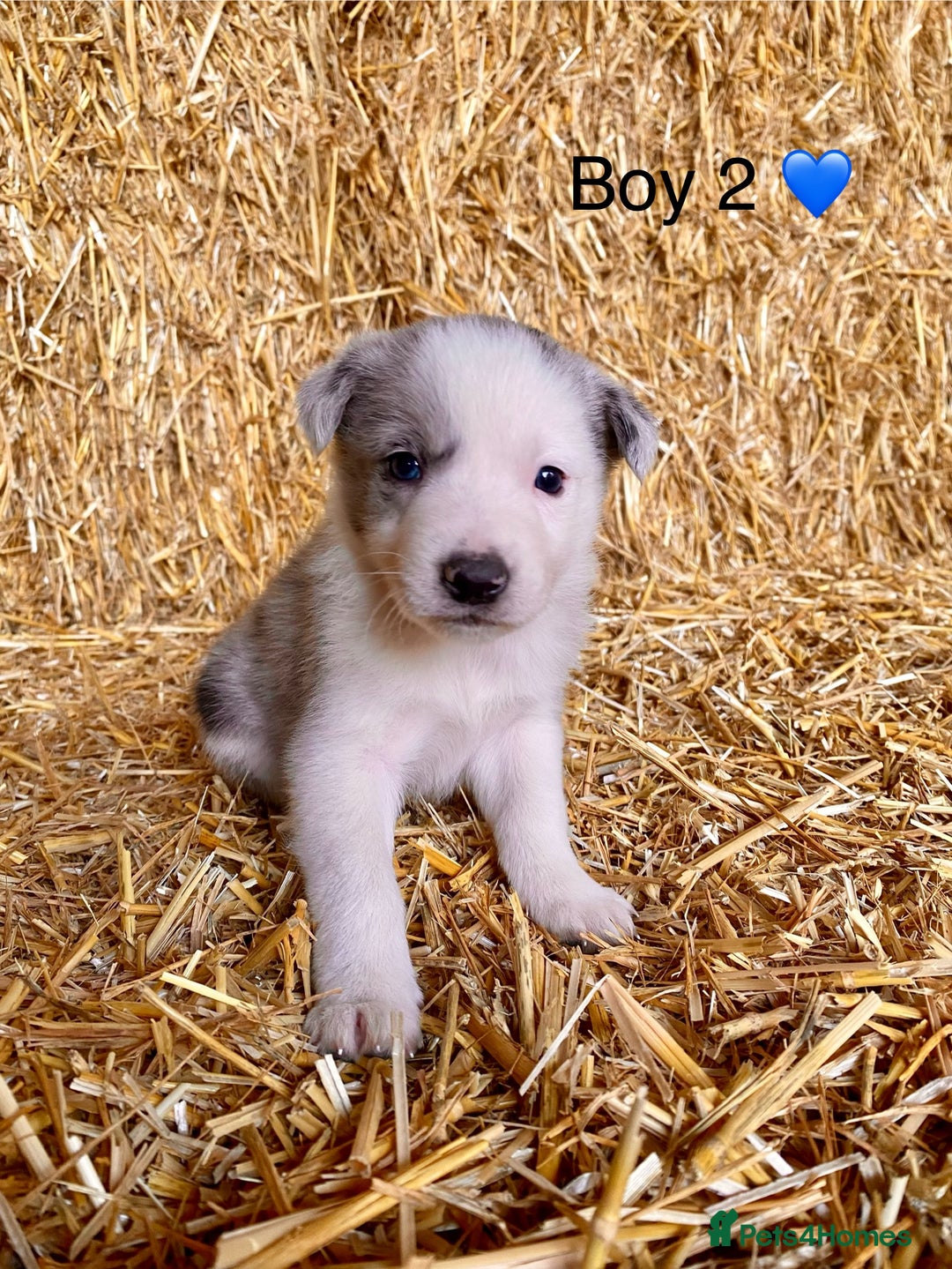 Border Collie dogs for sale: Border Collie Puppies - Advert 2