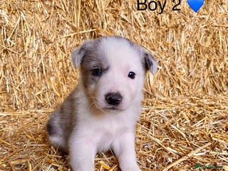 Border Collie dogs Border Collie Puppies - Advert 2