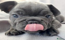French Bulldog dogs for sale: 💖registered champion bloodline french bulldogs💖 - Image 18