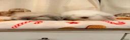 Mini Lion Lop rabbits for sale: Fluffy little double mane mini lion lop bunnies - Advert 10