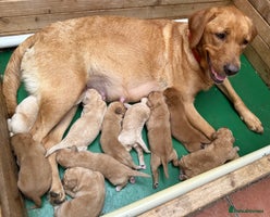 Labradoodle dogs - Advert 16