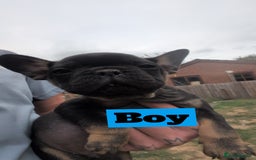 French Bulldog dogs for sale: French bulldog puppies!!! - Image 4