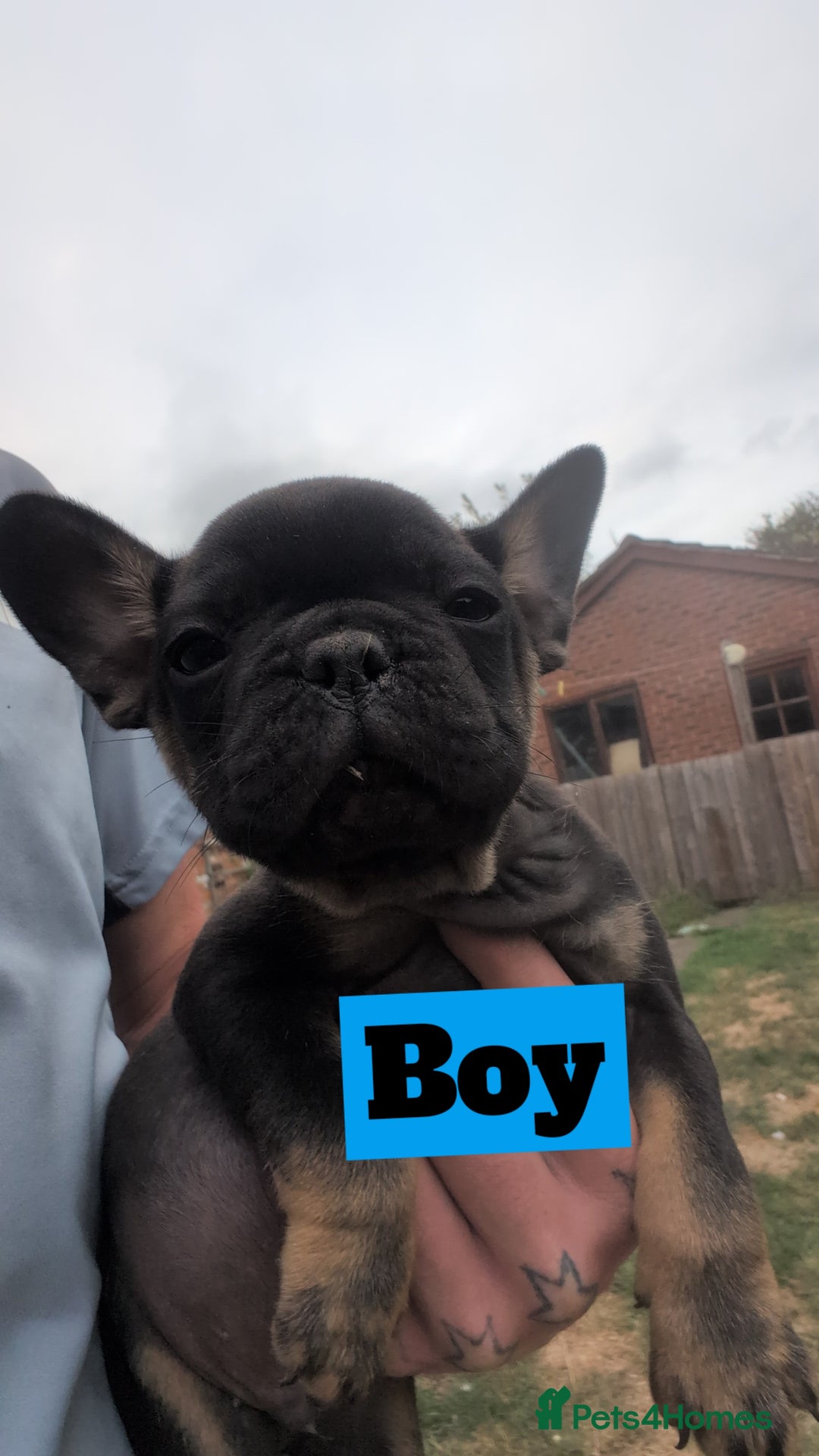 French Bulldog dogs for sale: French bulldog puppies!!! - Image 4